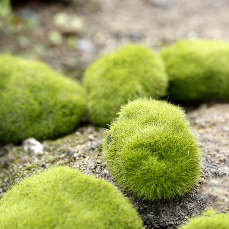 Artificial Moss Grass Micro La - Preserved Moss Sheet ulasan dan harga